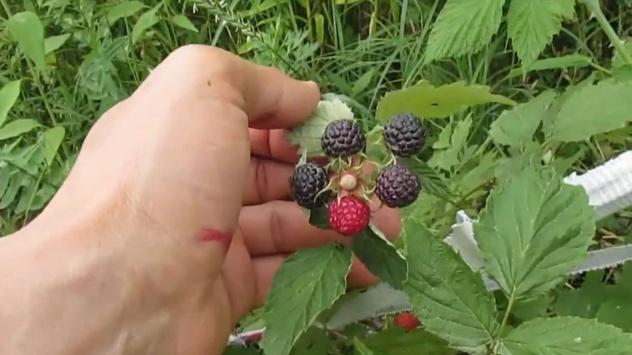 Снимка: Bulgaria ON AIR