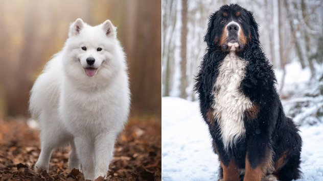 Самоедите и бернските планински кучета са сред породите, които се ценят заради чингората. Снимка: Bloomberg LP