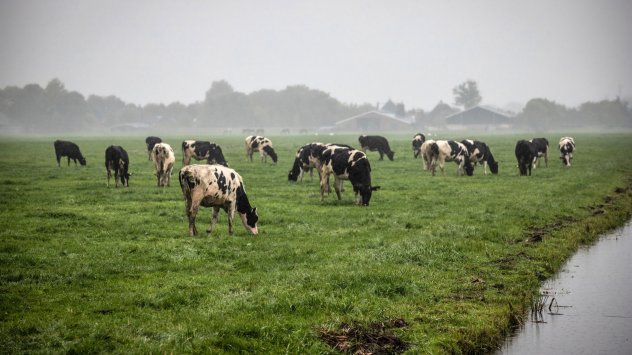 Нидерландия предприема широкообхватна трансформация на своя селскостопански сектор като настоява