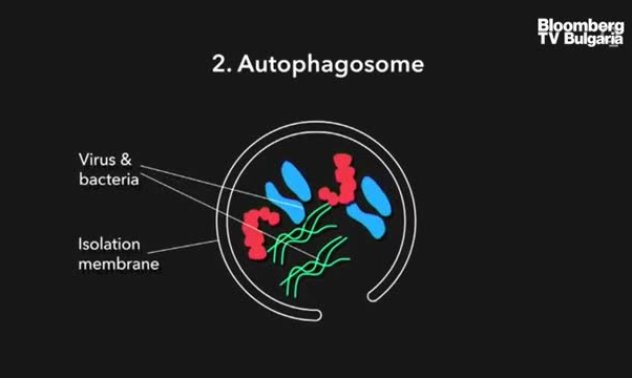 Как гладуването подобрява здравето и продължителността на живота, част 4