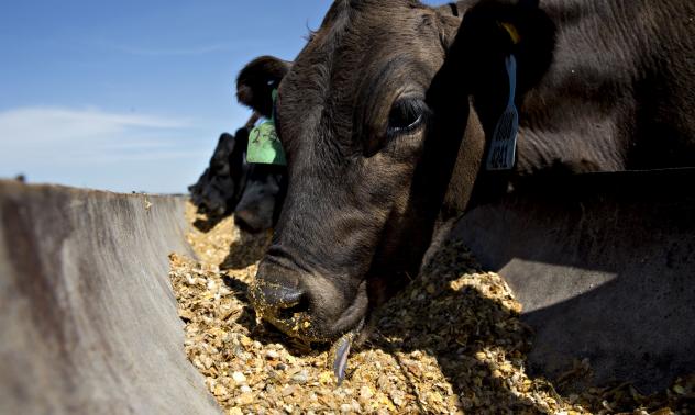 Нарастващите разходи за фураж извиват ръцете на месопроизводителите