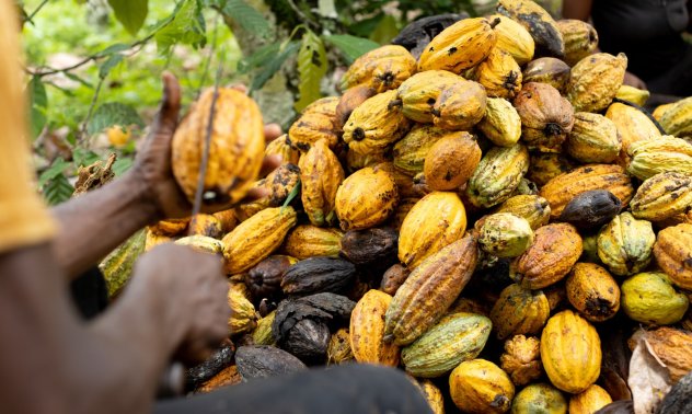 По света няма достатъчно какао, което да компенсира кризата в Западна Африка
