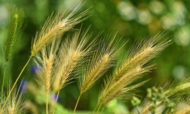 Български сортови семена си проправят път към необятния турски пазар