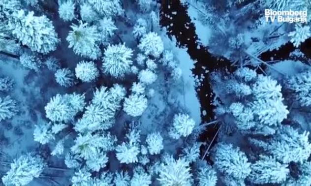 Дърветата не могат сами да спасят климата