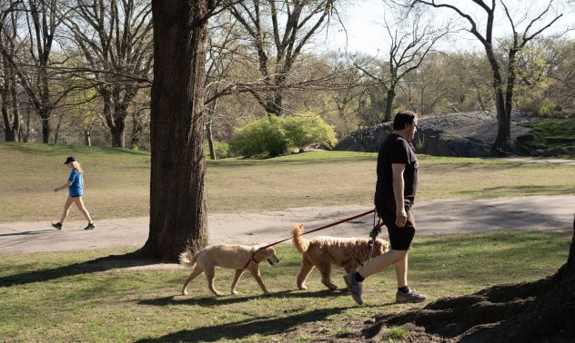 Единствената българска платформа за гледачи на домашни любимци излиза в чужбина