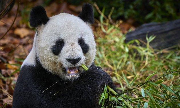 Китай изпраща нови панди на Франция след срещата Макрон-Си