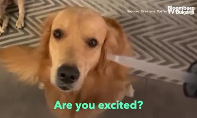 Канабидиолните кучета на Хонконг, част 1