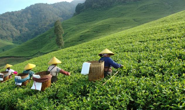 Производството на чай достига нов рекорд