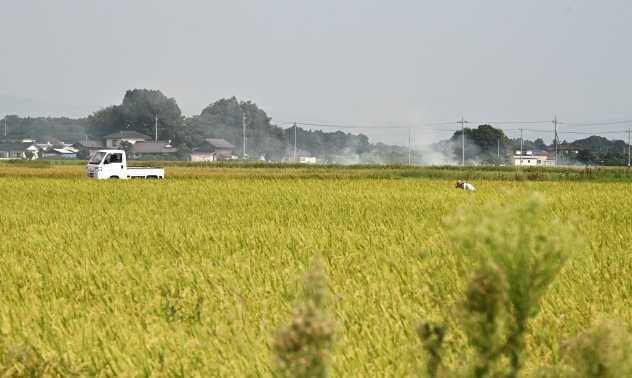 Оризът може да изхрани света - дори с по-малко фермери