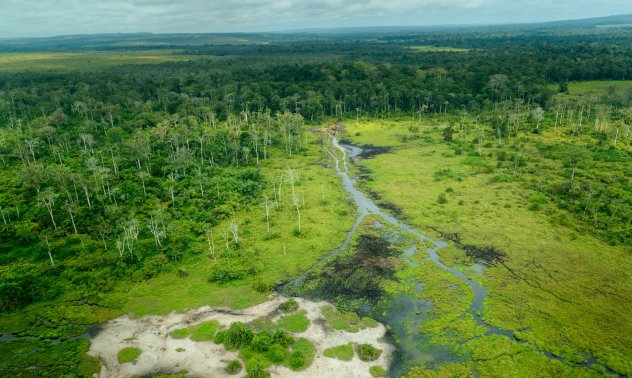 Светът има десетилетие, за да спаси най-големия тропически въглероден резервоар