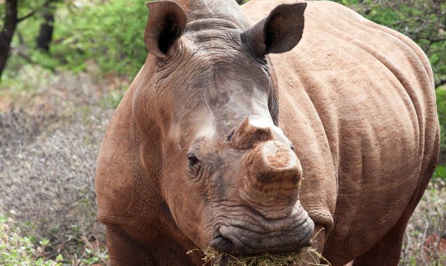 Кредитите за биоразнообразие могат да успеят там, където въглеродните компенсации са се провалили