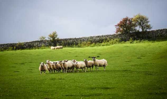 Месото и месните продукти ще стават все по-скъпи в световен мащаб