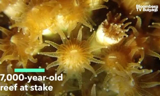7000-годишен риф е в опасност