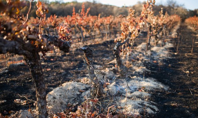 Винарските региони на Европа ще са следващите жертви на по-горещия климат