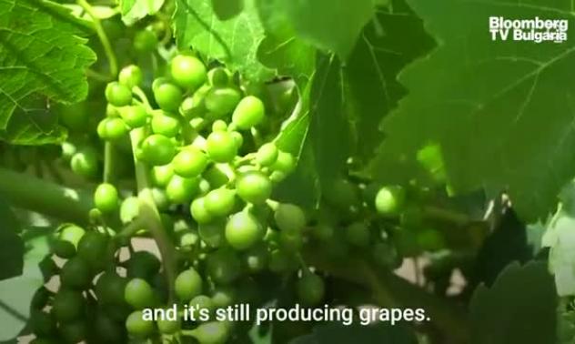 Австралийските вина: Наказателният пример на Китай