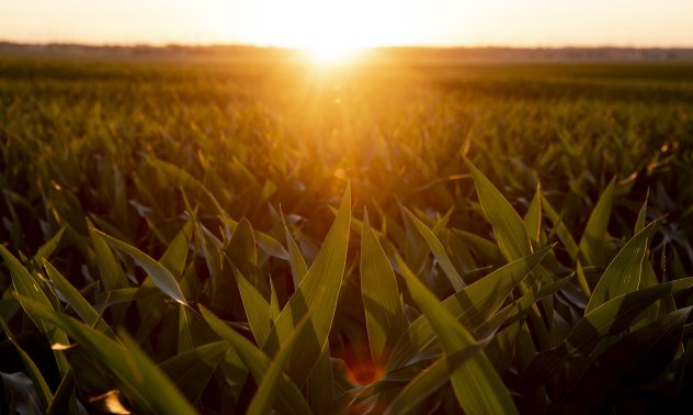 Цената на царевицата се покачи до „митичните“ $8 заради войната и лошото време
