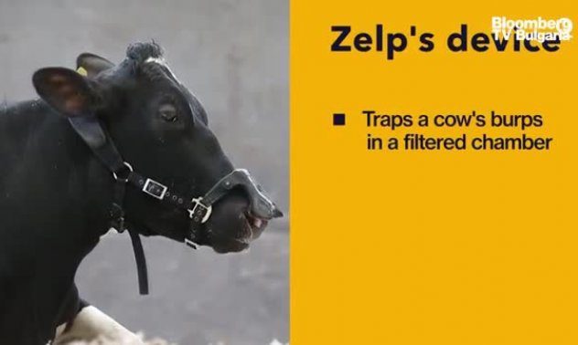 Крави с маски заради метановите емисии