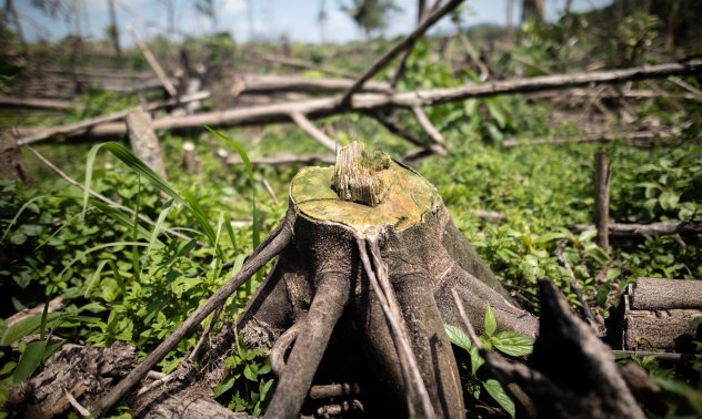 Как цели държави станаха обект на съдебни дела, свързани с климата