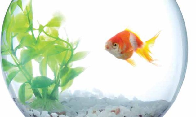 In search for the fish 