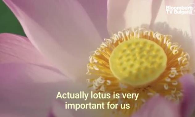 Лотосови стебла срещу Ковид-19