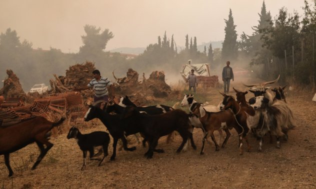 Дронове, AI и кози: новите начини за борба с пожарите в Европа