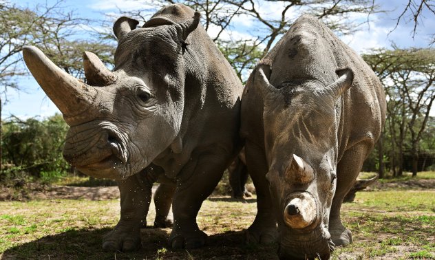 Биотехнологичен гигант твърди, че може да спаси почти изчезнал вид до 4 години
