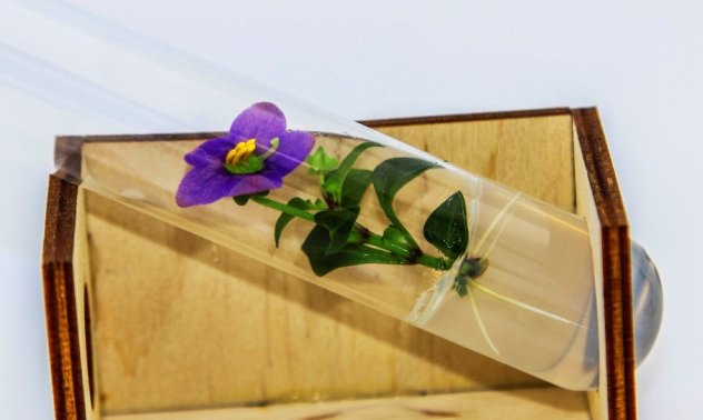 Пазарът на растителни тъканни култури: Преглед и тенденции