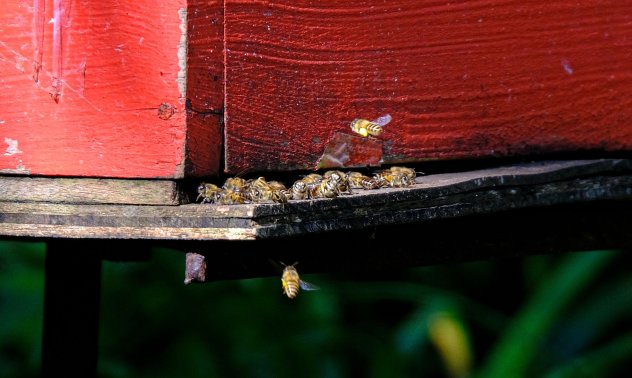 Спасяването на пчелите не е равно на спасяване на планетата