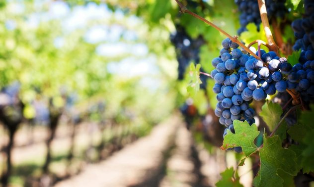 Производителите на плодове тази година се борят за оцеляването си