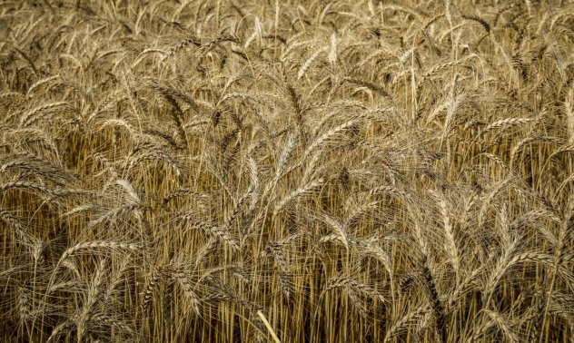 Изгубените култури на Украйна - 8 милиона тона черна дупка в световните статистики