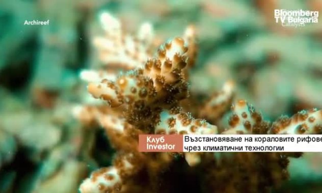 Как да възстановим кораловите рифове чрез климатични технологии?