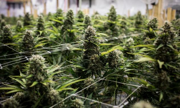 Акциите на производителите на канабис поскъпват след изказване на Куомо 