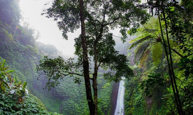 Тропическите гори в Бразилия не са били по-изсичани от 11 години насам