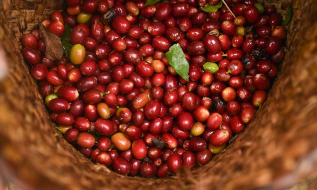 Rabobank: Рекордни реколти ще свалят цените на какаото и кафето през 2026 г.