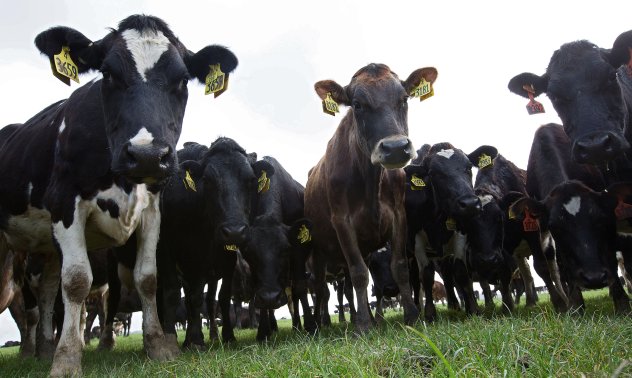 Учени са открили начин да намалят емисиите на метан от животновъдството