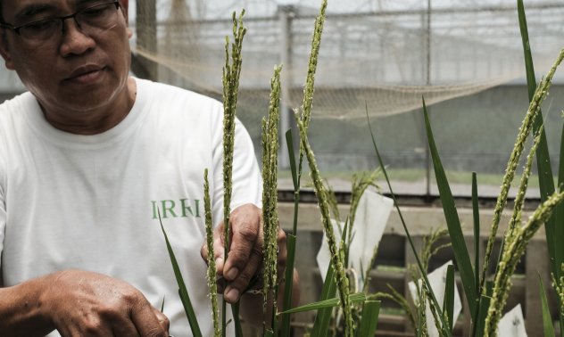 Когато правителствата небрежно рискуват хранителна криза