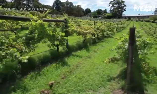 Австралия очаква края на винената война с Китай