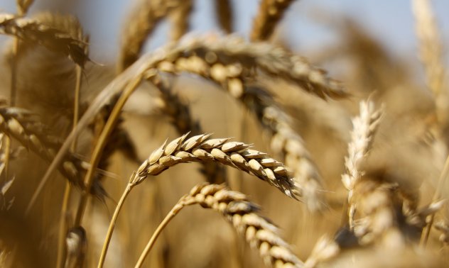 Светът изкупува европейската пшеница, както никога досега