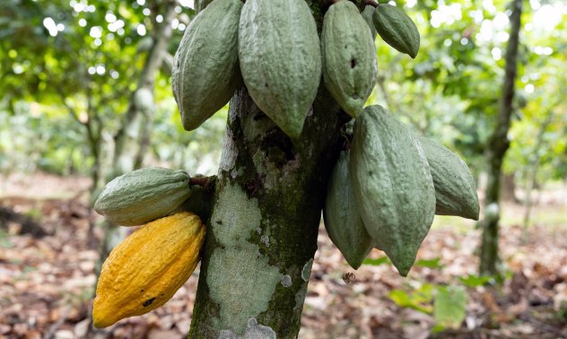 Глобалното производство на какао нараства, предстои ли поевтиняване на шоколада?
