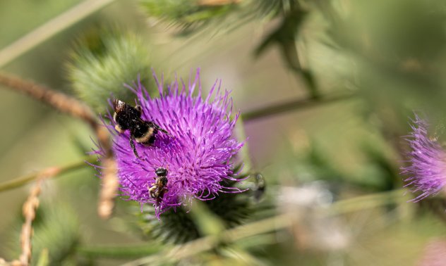 Мъртвите пчели са симптом на съвременното земеделие