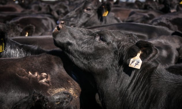Пиковата фаза на производството на телешко месо може би вече е факт