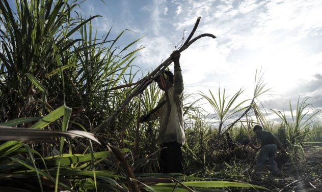 The secret sugar world