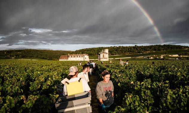 Френските лозя променят традициите за правене на вино заради климата