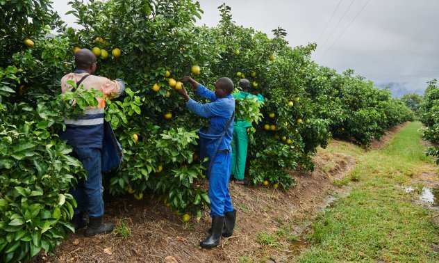 Рядък успех на южноафриканския износ е застрашен от рушащи се пристанища