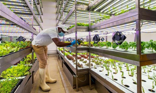 Успехът на вертикалното земеделие зависи от най-евтината крушка