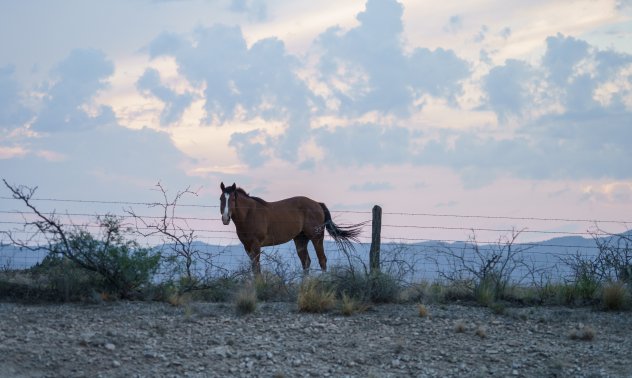 Русия изкара най-новите си оръжия в Украйна: конете