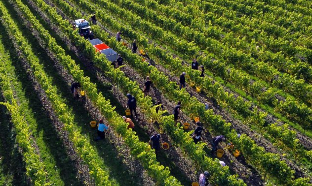 Виненият туризъм в България се развива бурно и ръстът ще продължи
