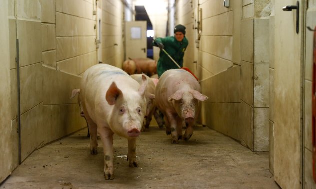 Eпидемия от шап застрашава износа на месо от Германия