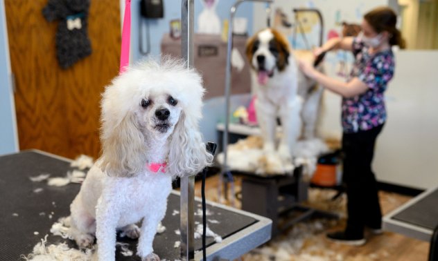 Бизнес за милиони: След като опитоми кучето, човекът го нахрани и заведе на фризьор