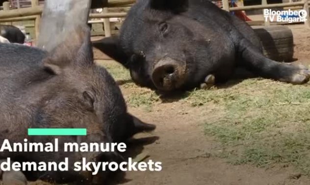 Търсенето на животинска тор рязко скочи